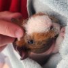 Young Male Skinny Pig - sweetest boy ever!