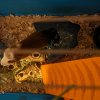 3 Neutered Boars to Good Home - Very Friendly