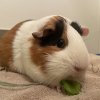 Rehoming 3 female guinea pigs - Bonded Trio