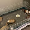 Cute social Bonded Male Guinea Pigs