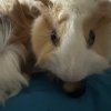 2 male guinea pigs bounded well
