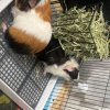 2 sets of 2 paired male Guinea pigs