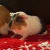 Baby Guinea pigs