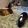 2 Male guinea Pigs - 4yrs - comes w/ supplies