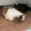 Two sweet female bonded guinea pigs