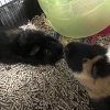 Sweetest 2 guinea pigs for loving home