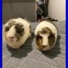 Bonded pair of female guinea pigs