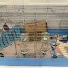 2 female guinea pigs: sweet &amp;amp; need a new home