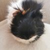 Yin-Yin seeks loving home with guinea pig(s)