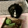 Two Fixed (Boy &amp;amp; Girl) 4 y/o Abyssinians!