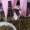 2 sweet bonded skinny pig males