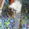 Rehoming two females