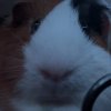 Female guinea pig Longview Tx