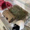 Luna Female 2 years old