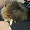 2 Male Guinea Pigs with cage and accessories