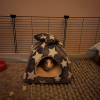 Female Guinea Pig!