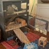 2 Male Bonded Guinea Pigs Looking to Rehome