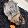 Male, Tricolor, Abyssinian Guinea Pig