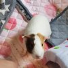 Rehoming 2 female 1 year old guinea pigs