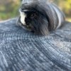 Two sweet and cute male bonded Guinea Pigs