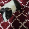 Guinea pigs to good homes
