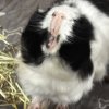Two male guinea pigs