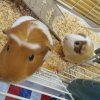 2 Female Guinea Pigs, 3 Years old