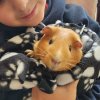 Willow - Approx 3 yr Old Female Guinea Pig