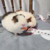 Bonded male Teddy Guinea Pigs need a home!