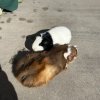 Two Mid Age Male Pigs