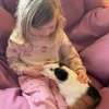 3 guineas: 2 female, 1 male New Pal area!