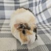 Ron, 3 year old male