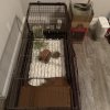 3 Female Guinea Pigs