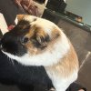 Three bonded piggy’s needing a home