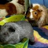 Young sweet female Guinea pigs