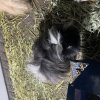 4 Bonded Male Guinea Pigs