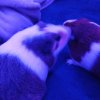 Bonded Pair in Need of Rehoming