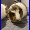 Bonded pair of female guinea pigs