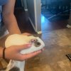 Adorable and sweet 2 month old guinea pig (bo