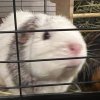 3 Bonded Guinea Pigs in need of a good home!