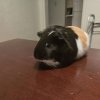 Two Female Guinea Pigs need Rehousing