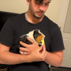 3 female guinea pigs + large loft cage
