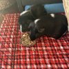 2 Male Bonded Guinea Pigs Looking to Rehome