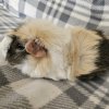 Multiple Adult Guinea Pigs Needing Rehomed
