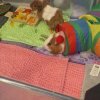 2 male guinea pigs under one years old