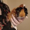 Female Guinea Pigs looking for forever home