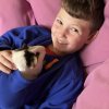 3 guineas: 2 female, 1 male New Pal area!