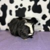 Rehoming a female trio as soon as possible.