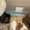 Looking for a Loving Home for Two Guinea Pig