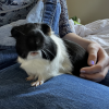 Re-homing two male guinea pigs !!